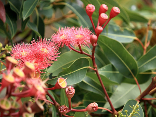 Corymbia ficifolia Corfic Syn Eucalyptus ficifolia, Red Flowering Gum 140mm