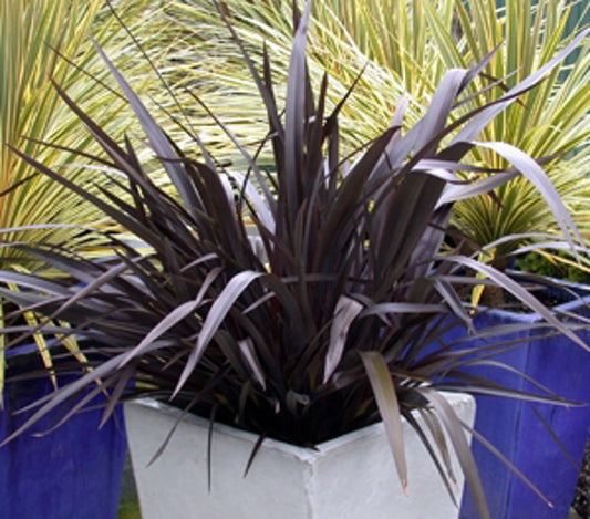 Phormium cookianum Purple Haze PhocooPH Mountain Flax, New Zealand Flax 140mm