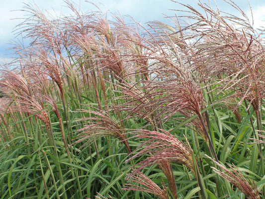 Miscanthus sinensis Flamingo MissinFla Chinese Silver Grass, Maiden Grass 140mm