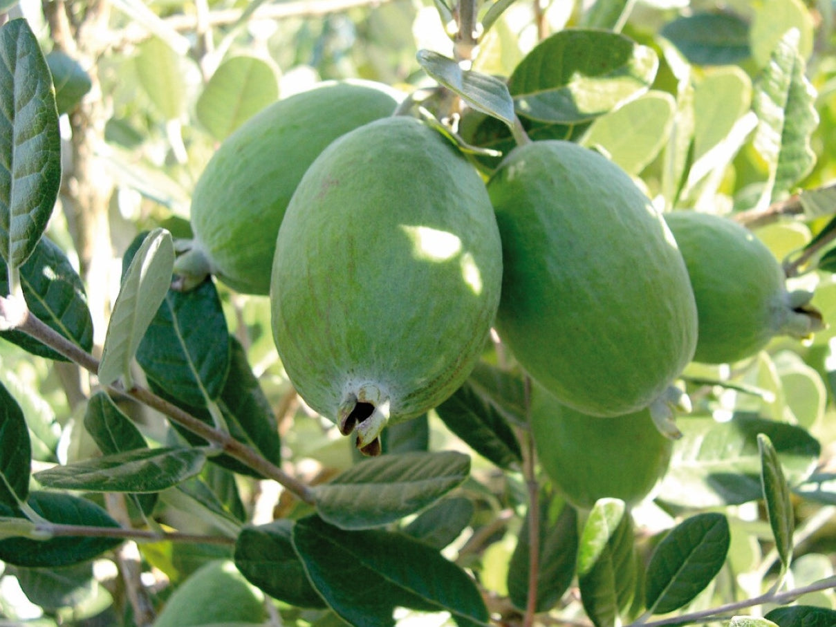 Acca sellowiana - Accsel Syn Feijoa sellowiana - Feijoa - Pineapple Guava