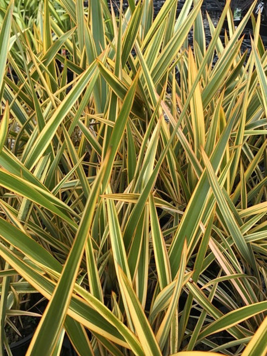 Phormium tenax Waitara Gold PhotenWG New Zealand Flax 140mm