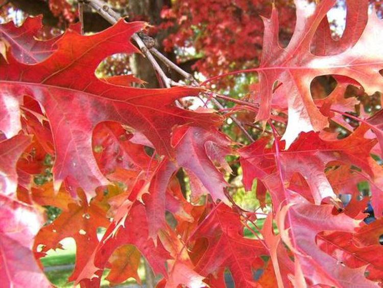 Quercus coccinea Quecoc Scarlet Oak 140mm