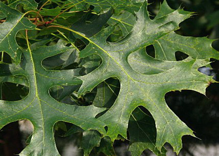 Quercus coccinea Quecoc Scarlet Oak 140mm