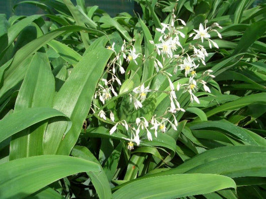 Arthropodium cirratum Matapouri Bay ArtcirMB New Zealand Rock Lily