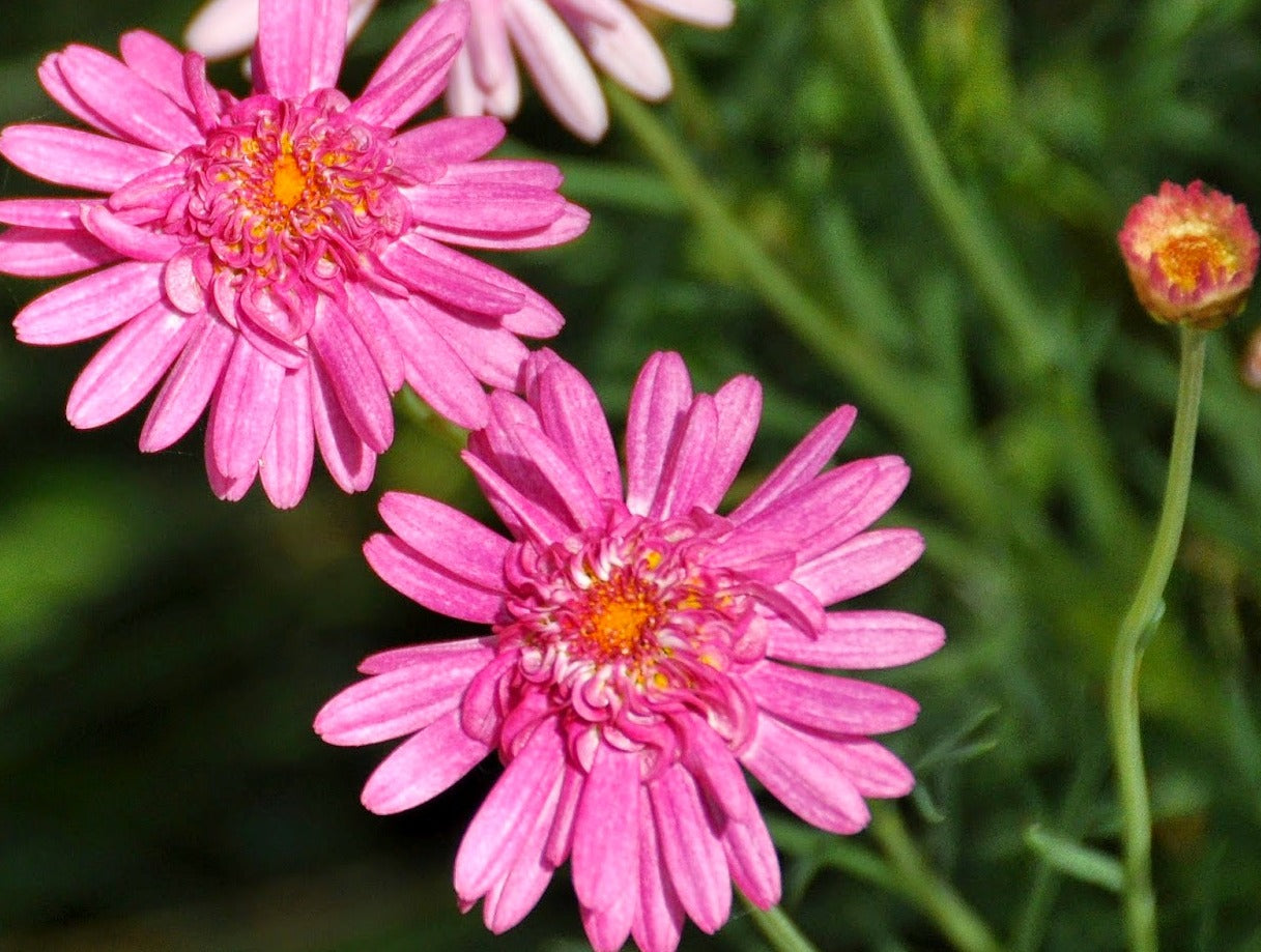 Argyranthemum frutescens Amaris Double Pink ArgfruADPi Marguerite Daisy, Paris Daisy, Federation Daisy