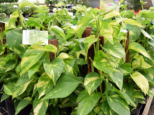 Epipremnum aureum Epiaur Devils Ivy, Golden Pothos 120mm