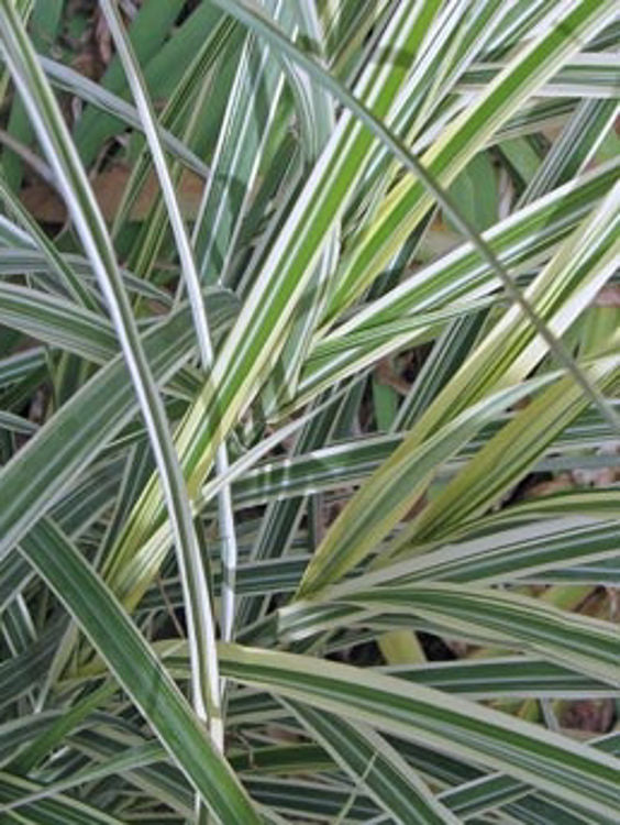 Miscanthus sinensis Variegata MissinVa Variegated Chinese Silver Grass, Maiden Grass 140mm