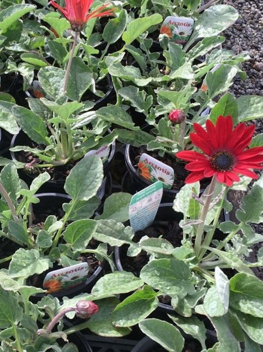 Arctotis hybrida Blood Red ArchybBR African Daisy 140mm
