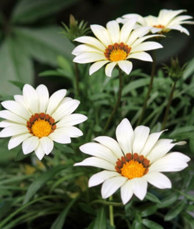 Gazania hybrida Daybreak White GazhybDW 140mm