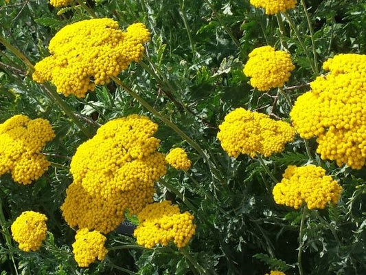 Achillea filipendulina Cloth Of Gold AchfilCOG Yarrow 140mm