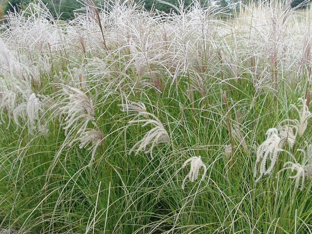 Miscanthus sinensis Sarabande MissinSar Chinese Silver Grass, Maiden Grass 140mm