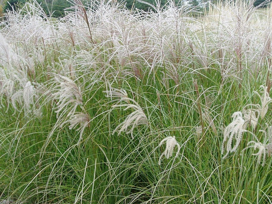 Miscanthus sinensis Sarabande MissinSar Chinese Silver Grass, Maiden Grass 140mm
