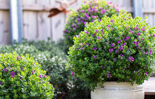 Polygala myrtifolia oppositifolia Little Bibi PolmoLB Dwarf Sweet Pea Shrub 140mm