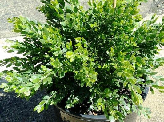Acacia howittii Honey Bun AcahowHB Sticky Wattle,Sticky Wattle