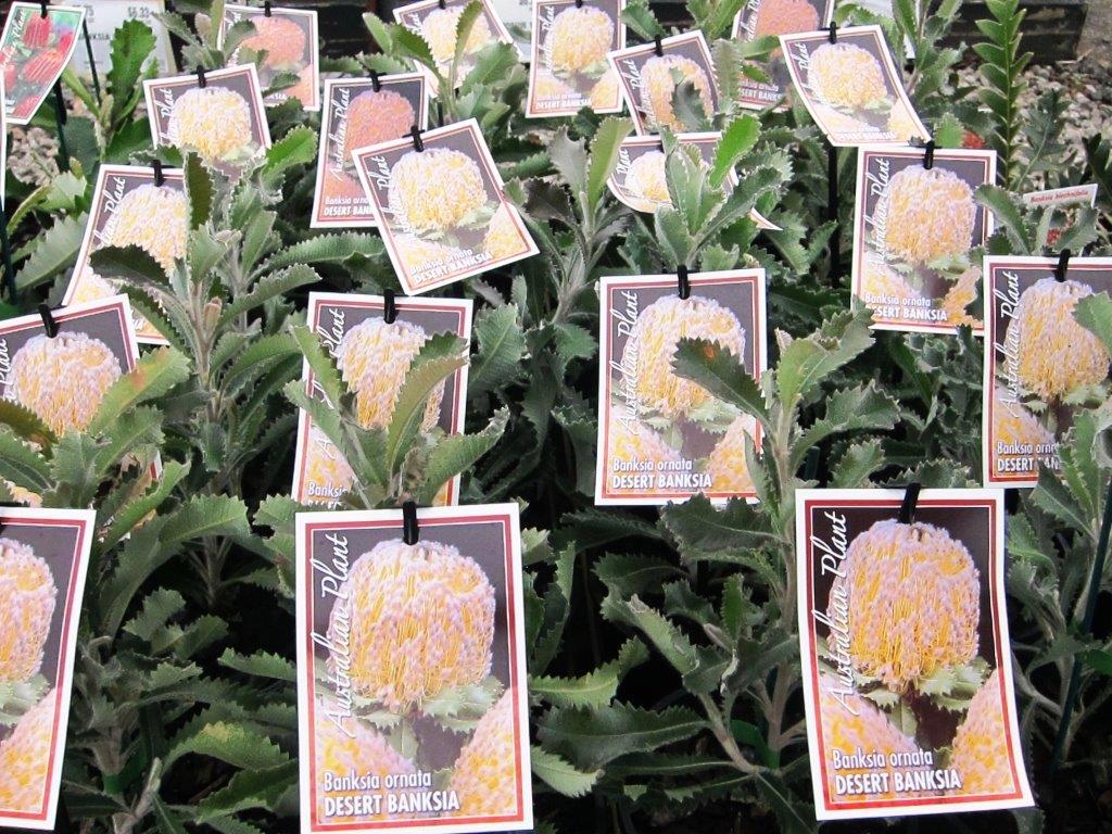 Banksia ornata Banorn Desert Banksia 140mm