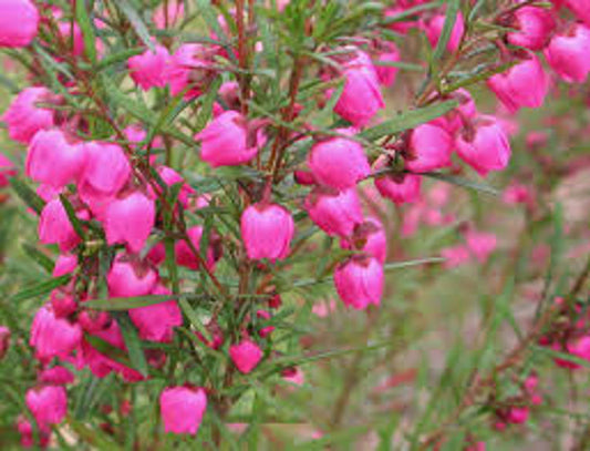 Boronia heterophylla Borhet Red Boronia 140mm