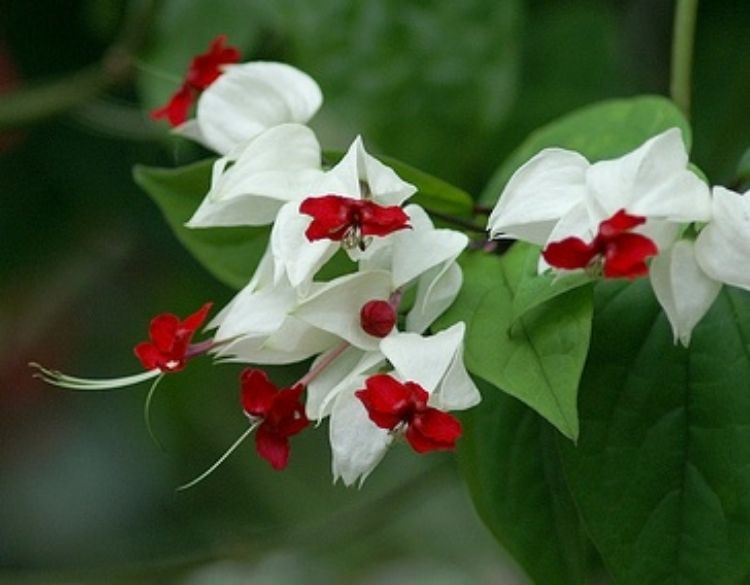 Clerodendrum thomsoniae Cletho Bleeding Heart Vine, Bleeding Glory Bower, Glory Bower 200mm