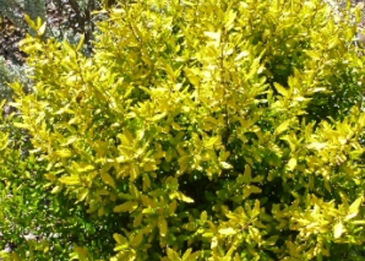 Correa glabra Barossa Gold CorglaBG Rock Correa 140mm