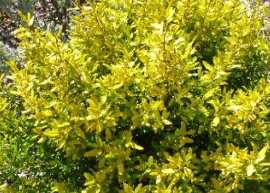 Correa glabra Barossa Gold CorglaBG Rock Correa 140mm