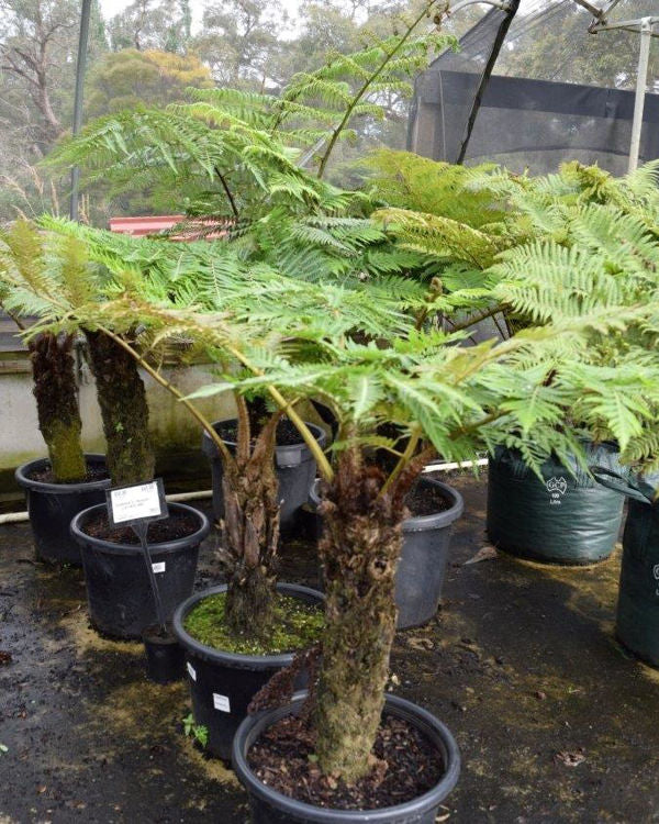 Cyathea brownii Cyabro Norfolk Tree Fern, Smooth Tree Fern 200mm
