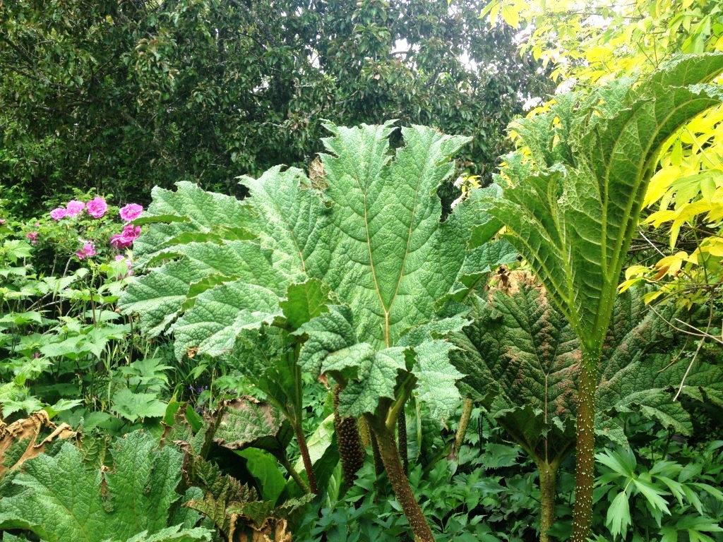 Gunnera manicata Gunman Giant Rhubarb, Chilean Rhubarb, Prickly Rhubarb, Dinosaur Food 200mm