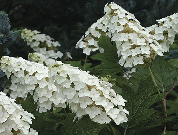 Hydrangea quercifolia Snowflake HydqueSno Oakleaf Hydrangea 200mm