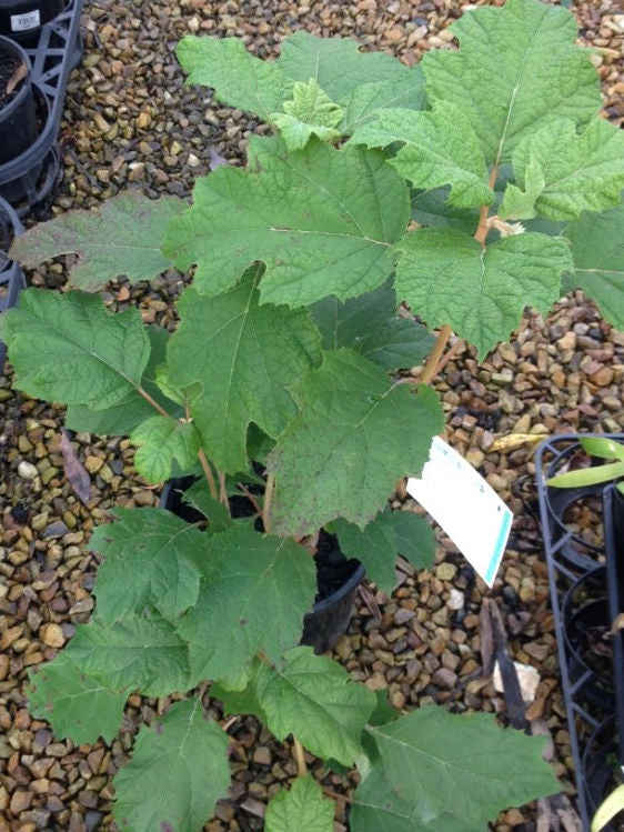 Hydrangea quercifolia Snowflake HydqueSno Oakleaf Hydrangea 200mm