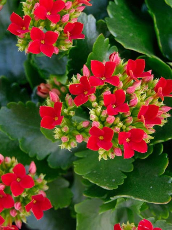 Kalanchoe blossfeldiana Kalblo Flaming Katy, Succulent