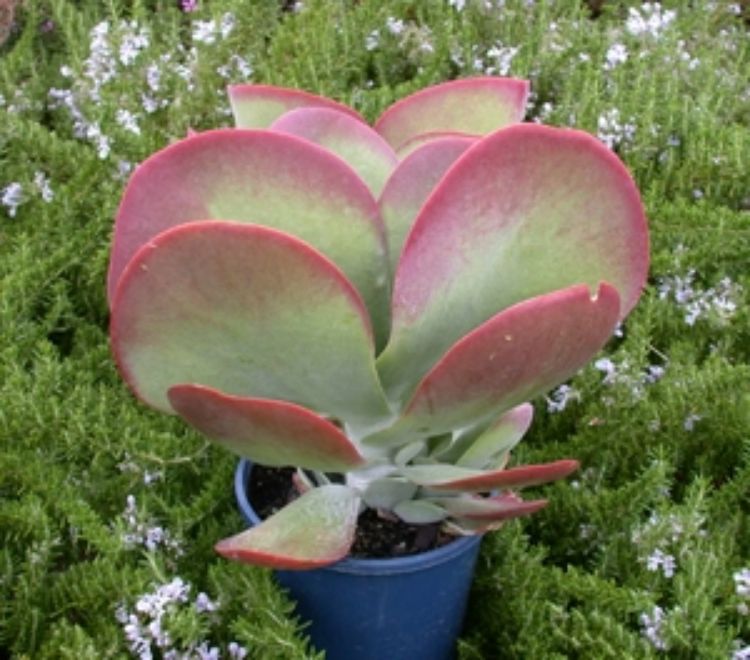 cabbage leaf succulent Kalanchoe thyrsiflora Bronze Sculpture KalthyBS Paddle Plant, Flapjacks, Desert Cabbage, Succulent