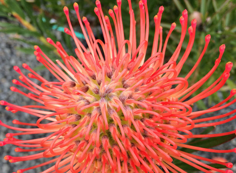 Leucospermum lineare So Successful LeulinSSu Needle Leaf Pincushion 140mm