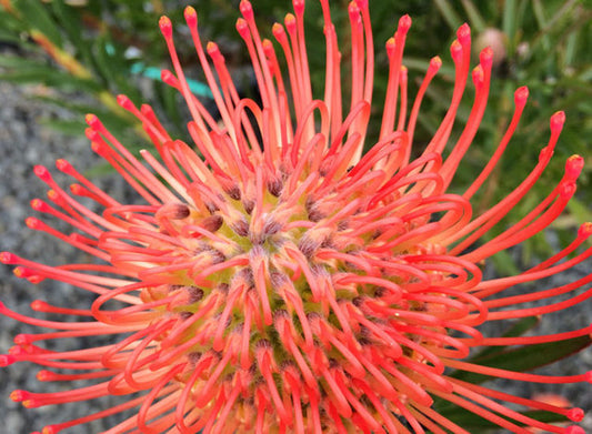 Leucospermum lineare So Successful LeulinSSu Needle Leaf Pincushion 140mm