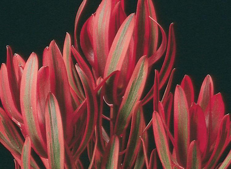 Leucadendron laureolum salignum Jester LeulsJes Conebush 140mm