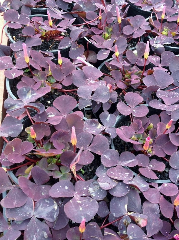 Oxalis purpurea Oxapur Purple Wood Sorrel, Purple Shamrock 140mm