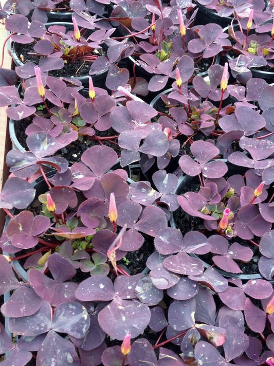 Oxalis purpurea Oxapur Purple Wood Sorrel, Purple Shamrock 140mm