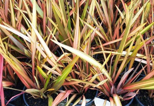Phormium hybrida Maori Sunrise PhohybMS New Zealand Flax 140mm