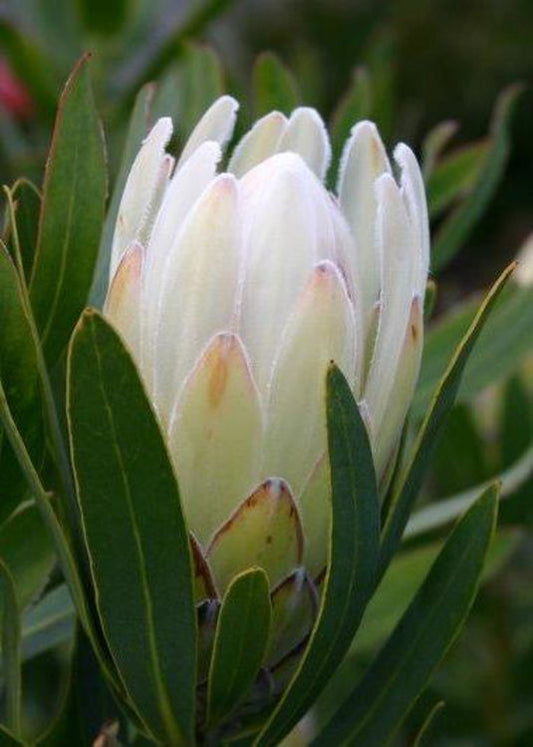 Protea compacta Donna ProcomDon Sugarbush 140mm