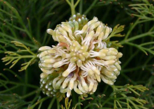 Serruria glomerata Lemon Honey SergloLH 140mm