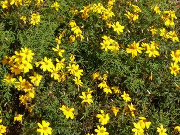 Tagetes lemmonii Taglem Mountain Marigold, Lemmons Marigold 140mm