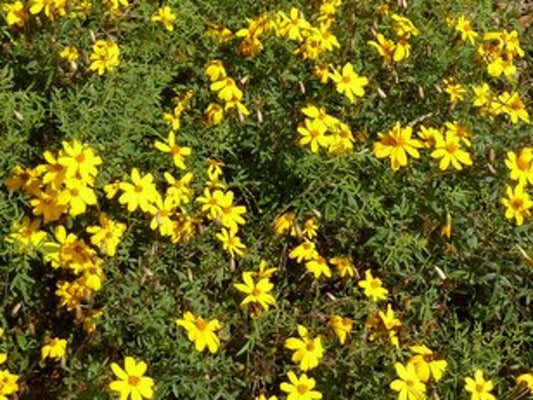 Tagetes lemmonii Taglem Mountain Marigold, Lemmons Marigold 140mm