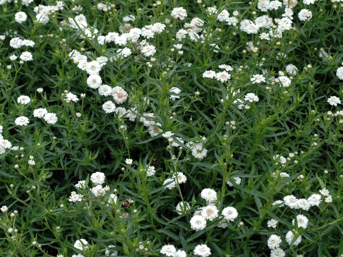 Achillea ptarmica Achpta Sneezewort, Yarrow
