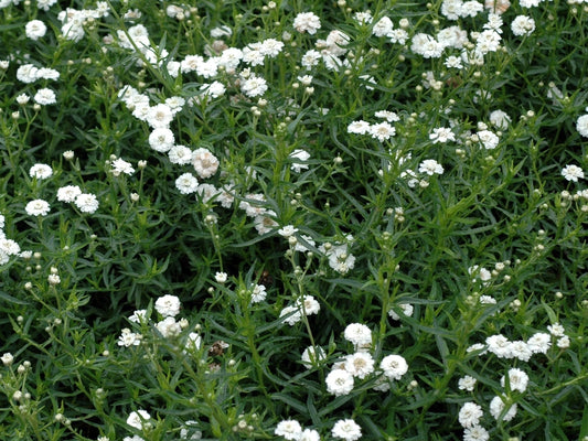 Achillea ptarmica Achpta Sneezewort, Yarrow 140mm