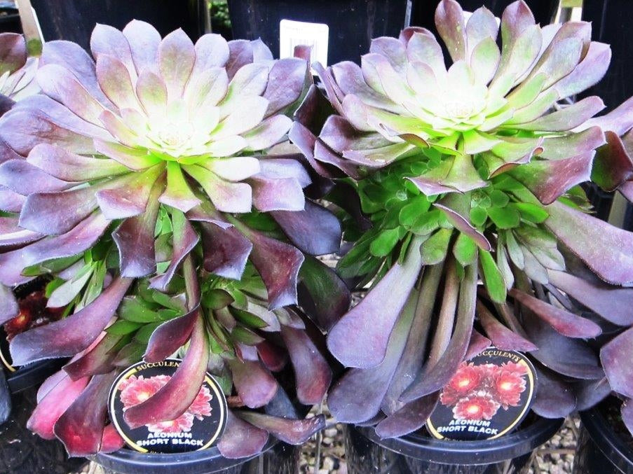 Aeonium arboreum Short Black AeoarbSB Tree Aeonium Tree Houseleek Irish Rose Succulent 140mm