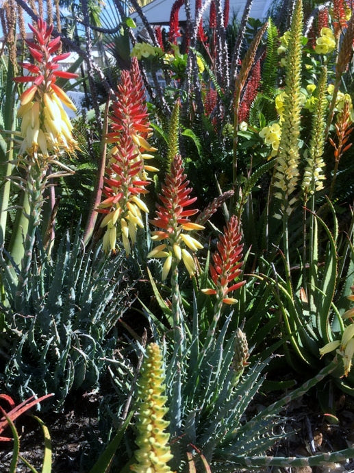 Aloe hybrida Echidna AlohybEch LEO6562A, Succulent 140mm