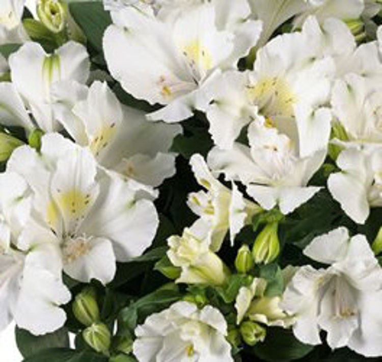 Alstroemeria hybrida Princess Claire AlshybPCl Peruvian Lily, Princess Lily, 170mm