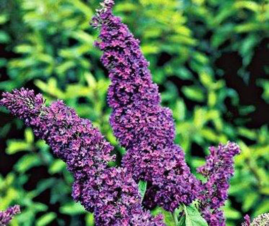 Buddleja davidii Black Knight BuddavBk Buddleia, Butterfly Bush 140mm