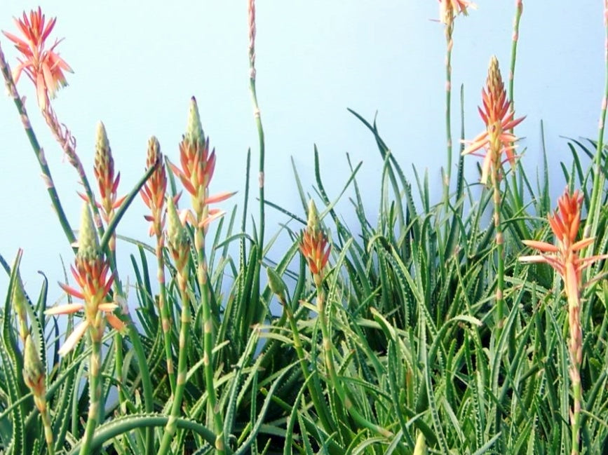 Aloe hybrida Topaz PBR AlohybTop Succulent 140mm