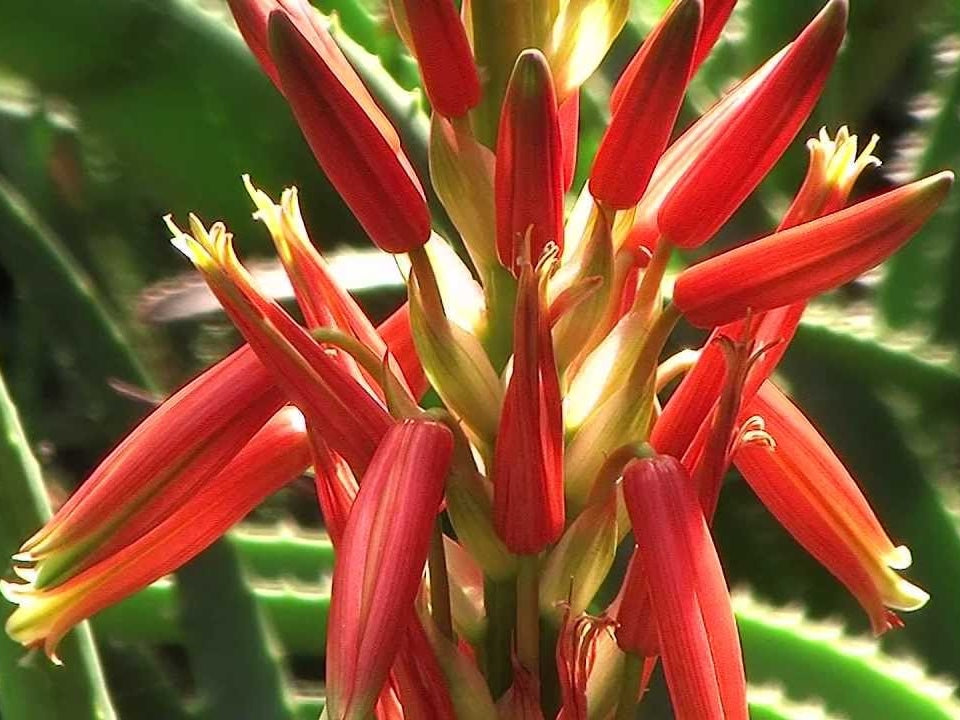 Aloe hybrida Topaz PBR AlohybTop Succulent 140mm