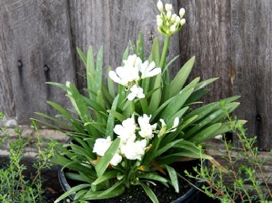 Agapanthus hybrida Agapetite AgahybAga Sterile Dwarf Agapanthus, Lily of the Nile, African Lily 140mm