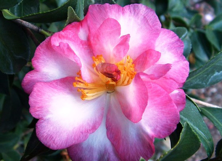 Camellia sasanqua Something Special CamsasSS 140mm