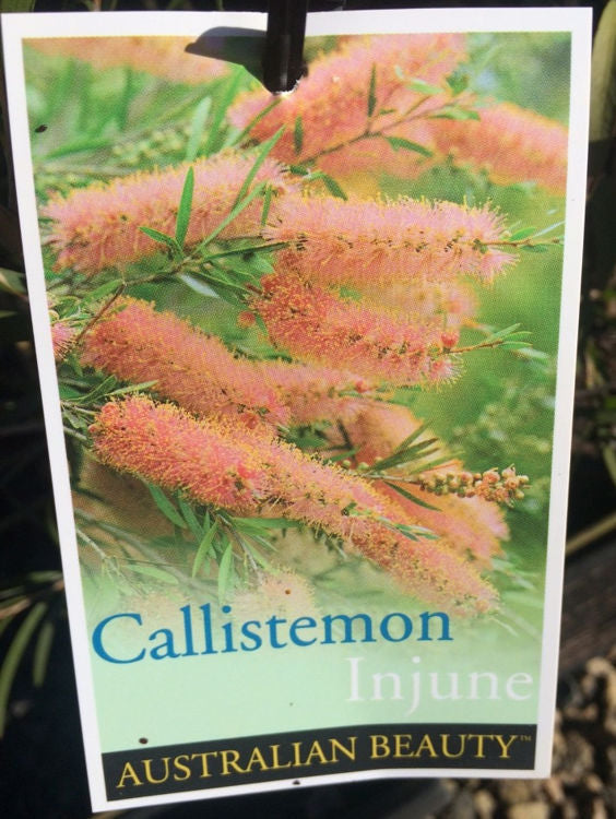 Callistemon hybrida Injune CalhybInj Bottlebrush 140mm
